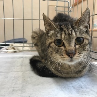 野良猫の里親さん募集です。