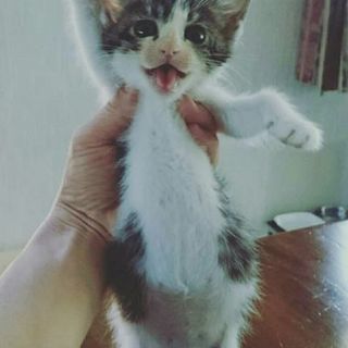 水玉模様の子猫ちゃん