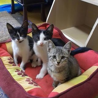 【再募集】賢い母親から生まれた天真爛漫な子猫の里親至急募集してます