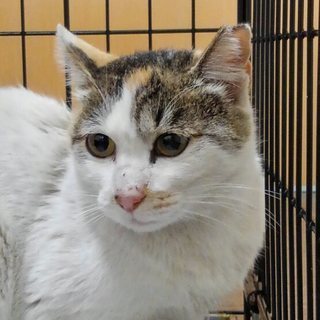 白三毛　5才