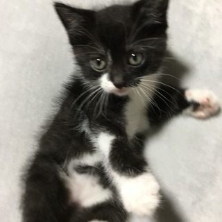 子猫の里親さん募集です！