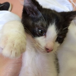 兄弟子猫