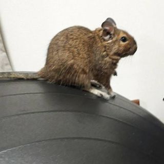 元気なデグーマウス