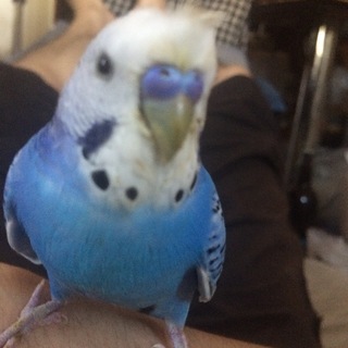セキセイインコ・オパーリン・疾患あり