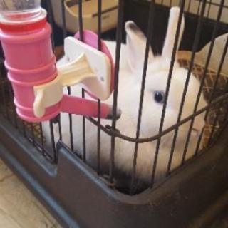 うさぎ🐰フルセット