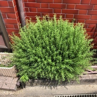草刈り代行 知多半島の便利屋・おそうじ屋　ハートフル【常滑市、知多市、半田市、武豊町、美浜町、南知多町、東海市、阿久比町、東浦町】 - 便利屋