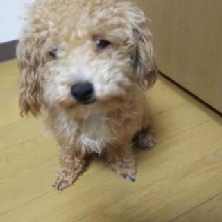 MIX ビションフリーゼ X トイプードルのオス 7月1日で1歳 - 犬