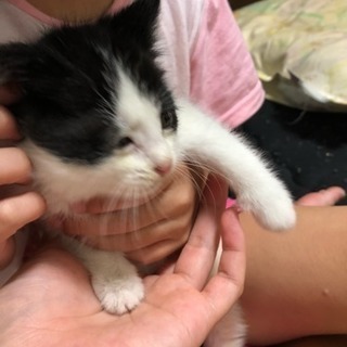 〜群馬の子猫ちゃん、里親募集〜