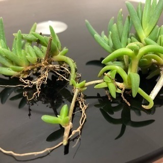 多肉植物 松葉菊 マツバギクの画像