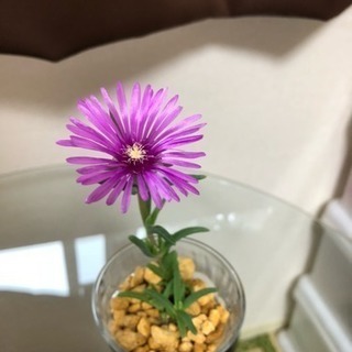 多肉植物 松葉菊 マツバギクの画像