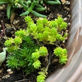 多肉植物 セダム 森村万年草 色MIX 20g