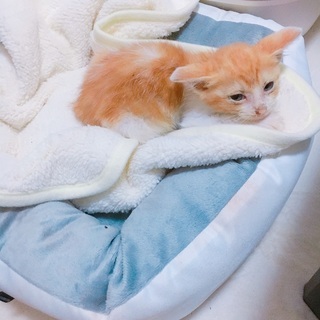 生後1ヶ月の子猫ちゃん