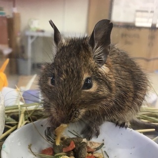 デグー、2ヶ月半男の子