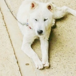 純血紀州犬（中型犬）