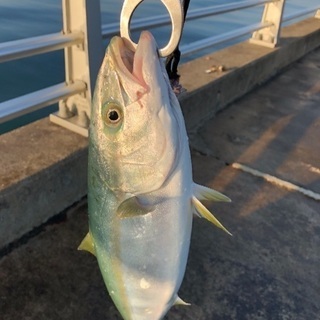 釣り仲間募集