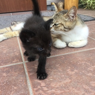 可愛い子猫、大事にしてくれる方、もらっていただけませんか？