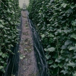 超簡単な農作業です(^^)の画像