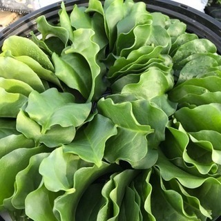 超簡単な農作業です(^^)の画像