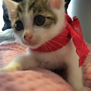優しいママに出逢えました。ありがとうございます。幼い母猫からのレ...