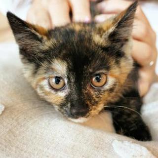 さび子猫♀２ヶ月里親様決定♥️