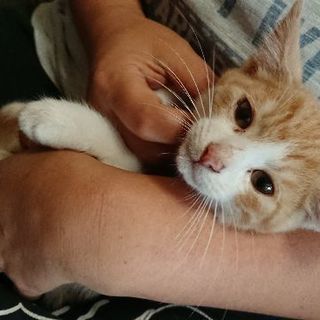 保護 子猫