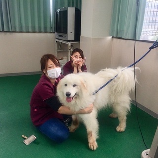 習いやすい！新コース「日曜フリータイム制トリミング技術習得コース」犬のお手入れからカットまで！神戸愛犬美容専門学院の画像