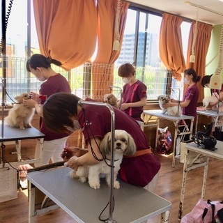 習いやすい！新コース「日曜フリータイム制トリミング技術習得コース」犬のお手入れからカットまで！神戸愛犬美容専門学院の画像