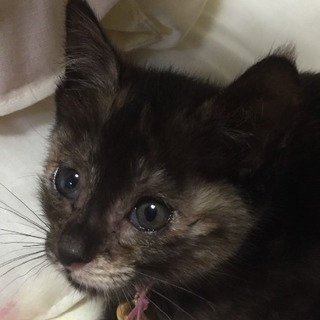 優しい里親さん見つかりました。
