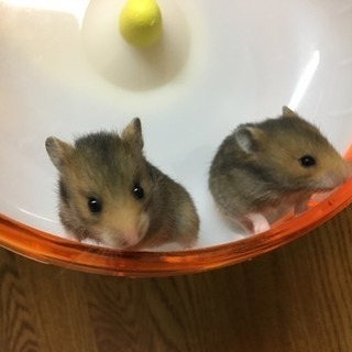 ゴールデンハムスター/ノーマル