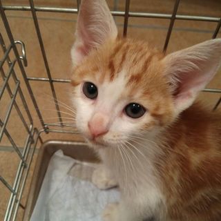 かわいい💠かわいい4匹