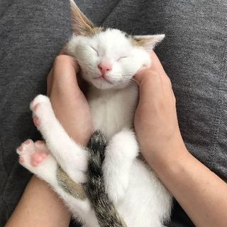 猫の里親さんを募集してます！