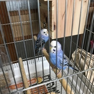 セキセイインコ2羽 多分オスとメス