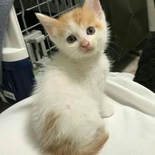 ☆里親さん募集中です☆