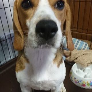 ビーグル♂☆2歳☆だれとでも仲良くなっちゃう❤