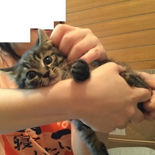 [相談中］1か月齢前後推定オス猫、サバトラ（色濃い目）
