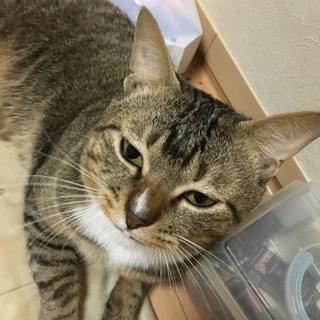 〈至急〉飼い主募集しています!!