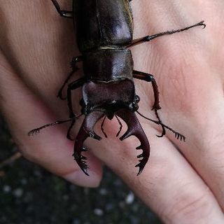 天然オオクワガタ情報お教え下さい。2019年未だ発見至らず！
