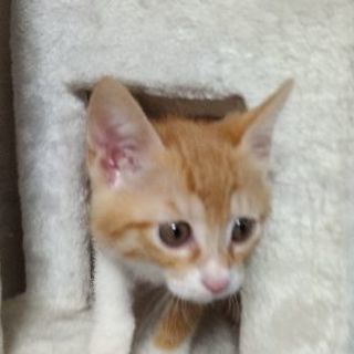 （ＴＲ予定）４月２４日生まれ　好奇心旺盛な茶トラオス子猫