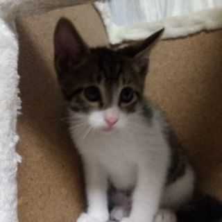 （ＴＲ中）４月２４日生まれ　やんちゃなキジトラオス子猫