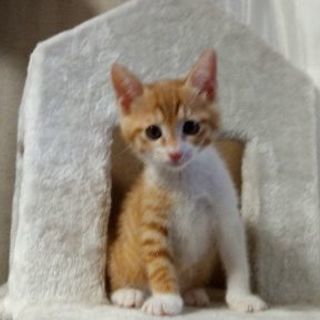 （TR中）４月２４日生まれ　珍しい茶トラのメス子猫