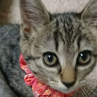 甘えん坊お転婆な４ヶ月キジトラ♀