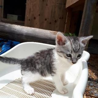 子猫の里親さん募集