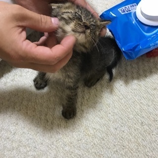 保護した子猫ちゃん  生後１ヶ月（飼い主不在を確認済み）