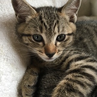 子猫の里親募集