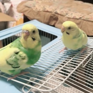 セキセイインコを探しています