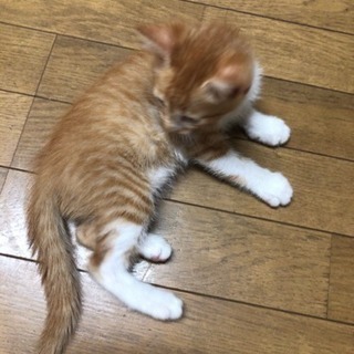 里親募集してます！