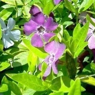 『耐寒性宿根草』各種株分け苗/球根 類　一株（50円より）の画像
