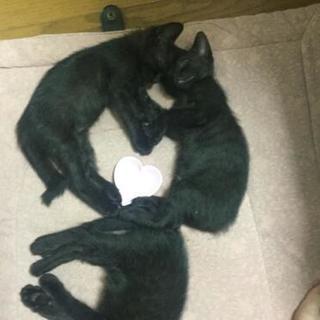 「再投稿」メス子猫ちゃんです✩