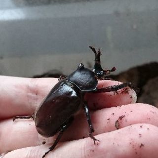 カブトムシ ♂2♀1 無償 2019年 No.1の画像