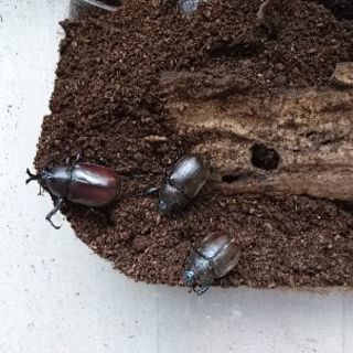 カブトムシ ♂2♀1 無償 2019年 No.1の画像